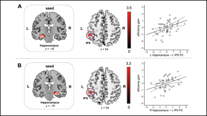 Brain Circuit Strength Predicts a Child’s Ability to Understand Numbers