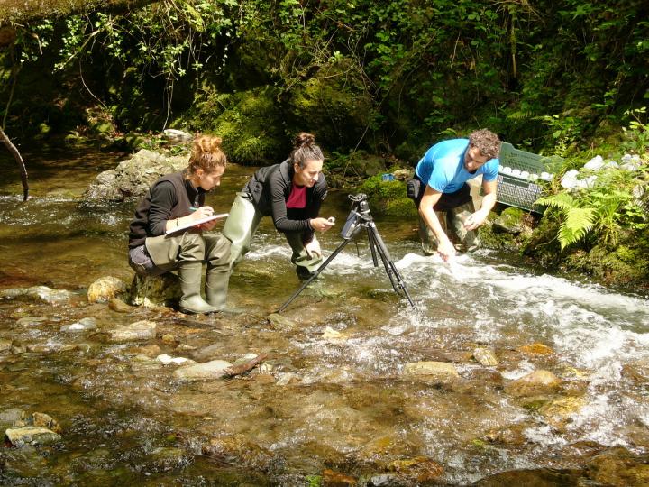 Measuring the Self-Purification Capacity of a River