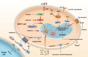 Metabolic interventions for improving CAR-T cells efficacy in tumor microenvironment.