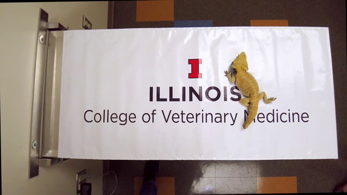 Bearded Dragon Care  Animal Health Topics / School of Veterinary Medicine