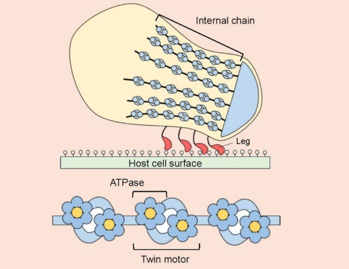 Schematic of Mycoplasma mobile’s gliding machinery