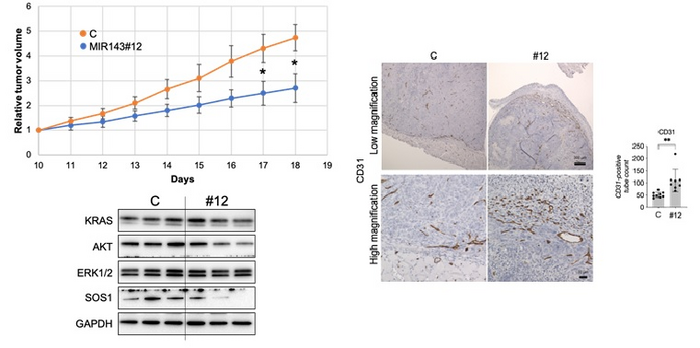 Figure 3. Antitumor effect of miR-143#12 in a mouse cancer model.