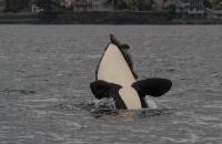 An adult Bigg's killer whale attacking a harbour seal
