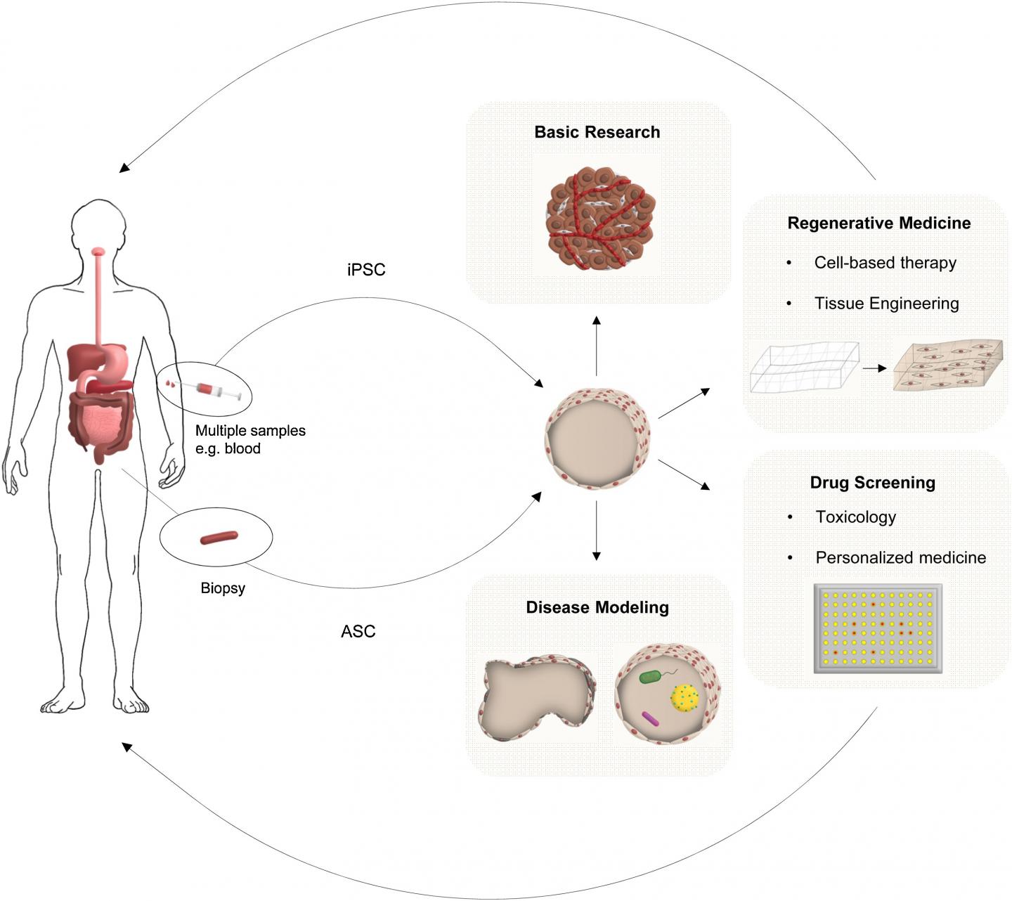 'Organs in a Dish' Pave the Way for Personalized Medicine in Gut and Liver Disease