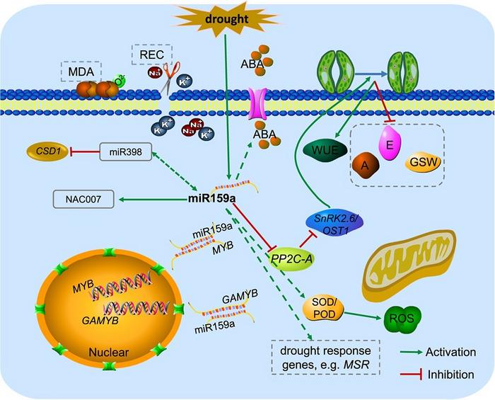 A model for enhancing drought resistance in poplar by miR159a overexpression.