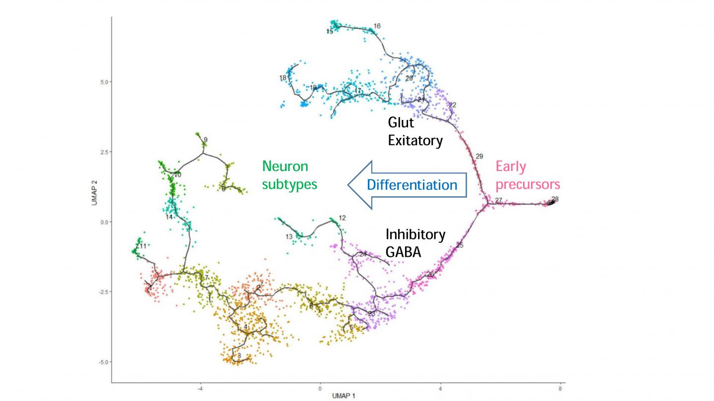 Differentiation Path Of Embryonic Brainstem Precursor Cells