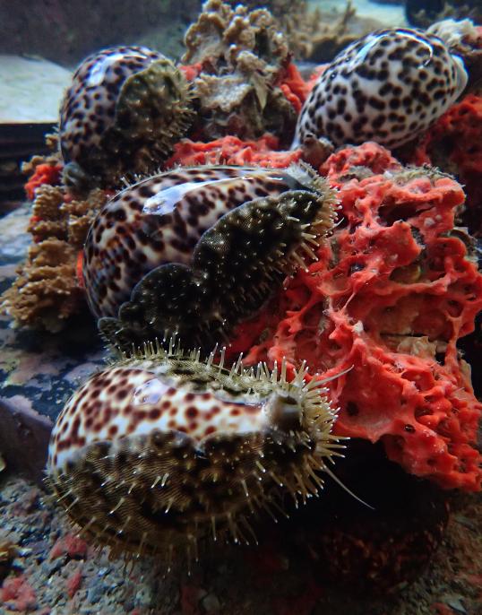 Cowrie feeding on sponge