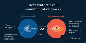 Synthetic cell communication