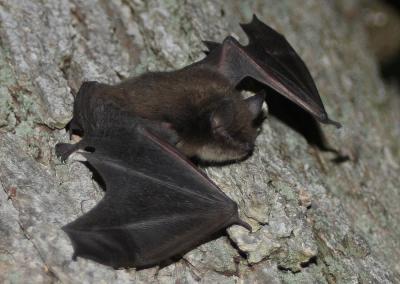 New Jumping Gene Found in Bats