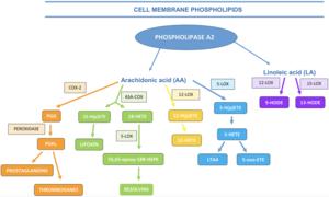 The profile of oxidative stress markers (arachidonic and linoleic acid derivatives) in patients with benign prostatic hyperplasia in relation to metabolic syndrome