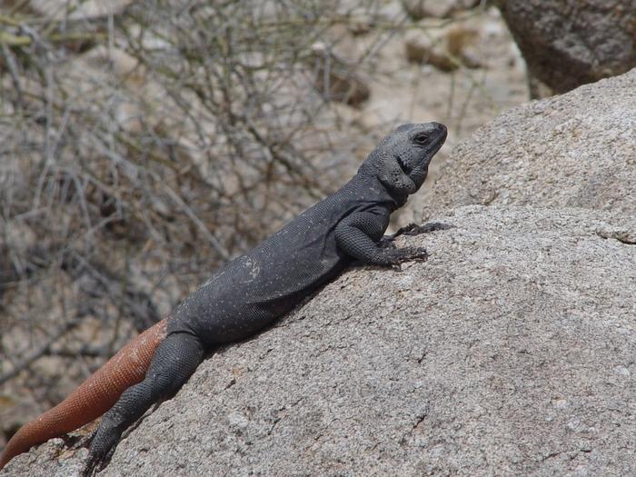 A male chuckwalla