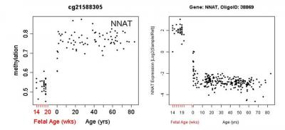 Lifespan Methylation Trajectories