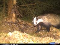 Badger Caught on Camera (1 of 2)