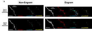 Disappearing dendrites