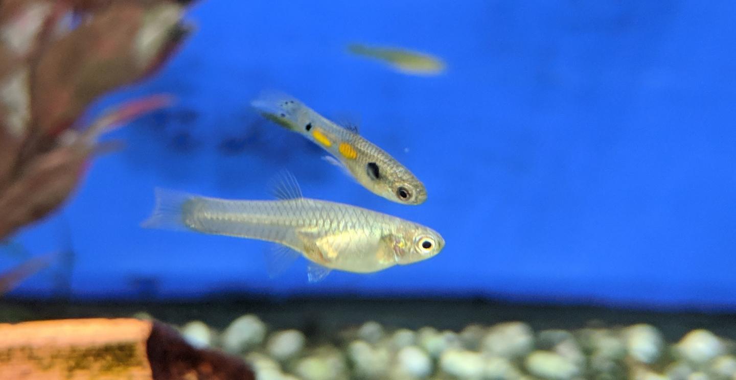 Male Guppy Fish Display Bright Colors Owing to Gene Behavior
