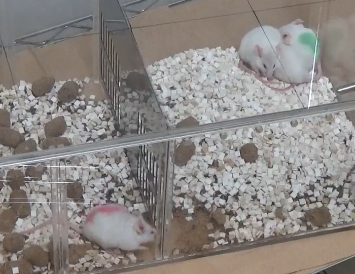 Contact-seeking behavior