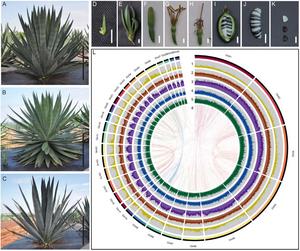 Plant morphology, genome features, and synteny information.