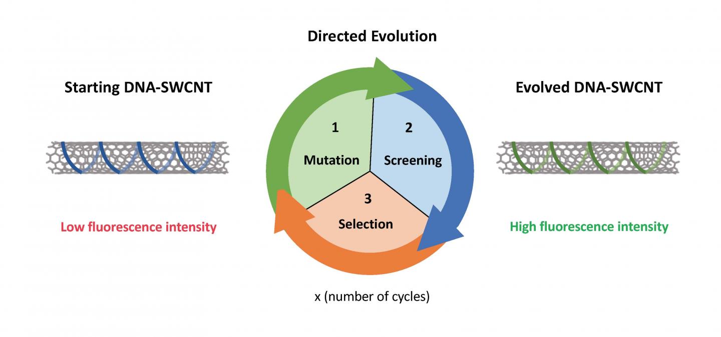 Directed Evolution Approach