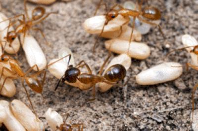 Desert Carpenter Ant Stores Food (<i>Camponotus festinatus</i>)