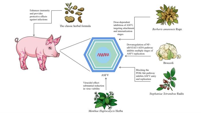 Different pathways associated with the protective effects of traditional Chinese herbs against African swine fever.