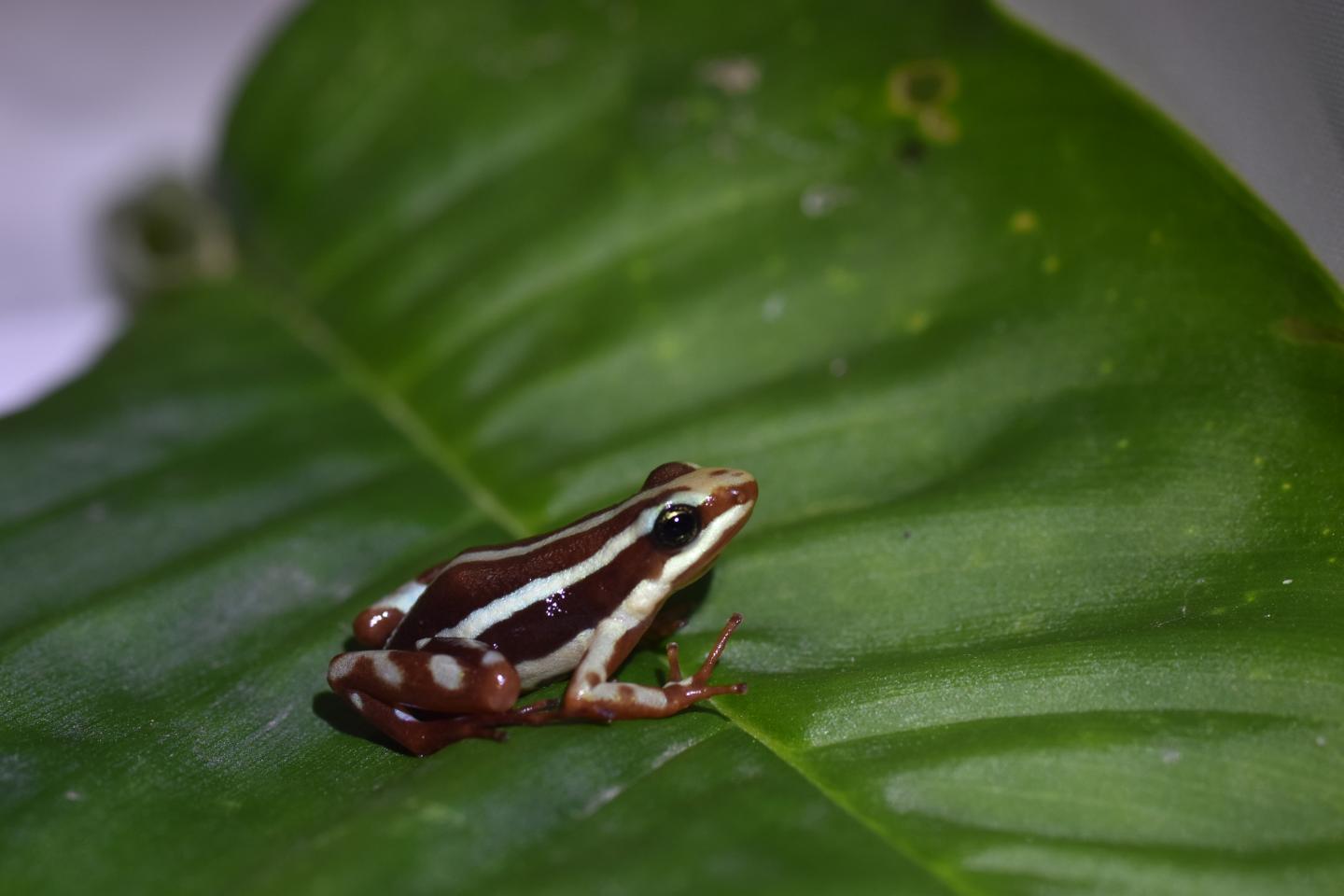 Poison Dart Frogs - Georgia Aquarium
