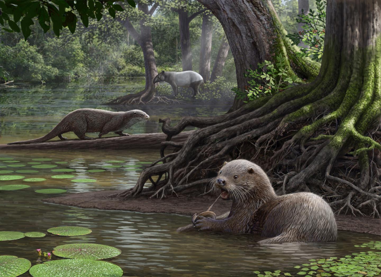 <i>Siamogale melilutra</i> (Artist's Reconstruction)