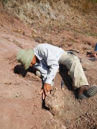 Mana Rugbumrung Examining Fossil Anthracothere Skull