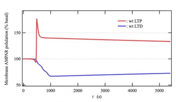 Time Course of the Number of AMPAR