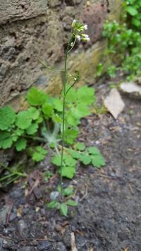 <i>Arabidopsis thaliana</i> DNA Sequenced in the Wild with New Tech