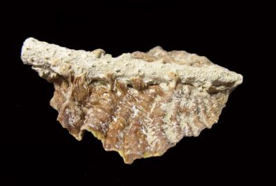 Ghosts of Reefs Past