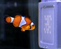 Nemo watching TV