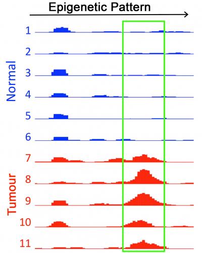 Intestinal Tissues and Tumors