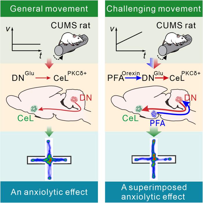 The hypothalamo-cerebello-amygdalar circuit mediates motor-triggered alleviation of anxiety