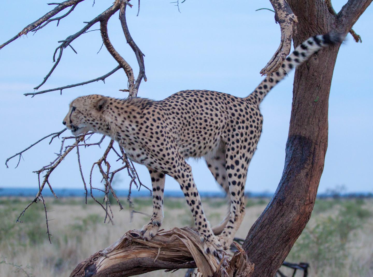 Simulations Reveal Interplay Between Scent Marking and Disease Spread
