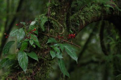 Epiphytic <i>Impatiens frithii</i> Grows on Smaller Trees