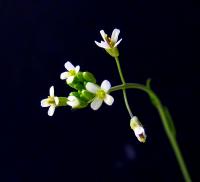 <i>Arabidopsis thaliana</i> (3 of 3)