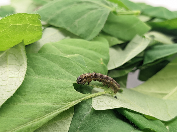 Insect amid leaves, by Rose McKeon