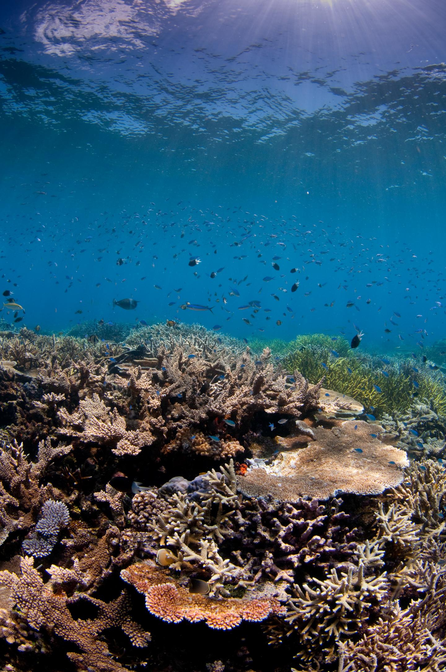 Great Barrier Reef Threatened By Climate Change And Local Concerns