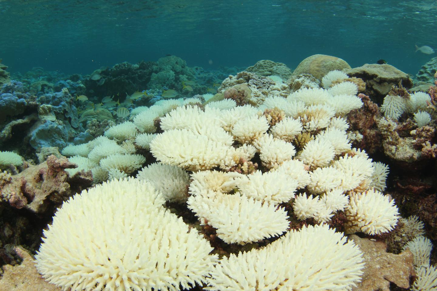 Bleaching at Palmyra Atoll