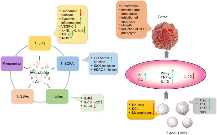 Relationships of various metabolites of the gut microbiota with tumor development