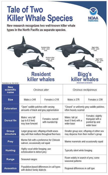 Tale of Two Killer Whale Species