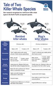 Tale of Two Killer Whale Species