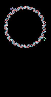 Circular Bacterial DNA