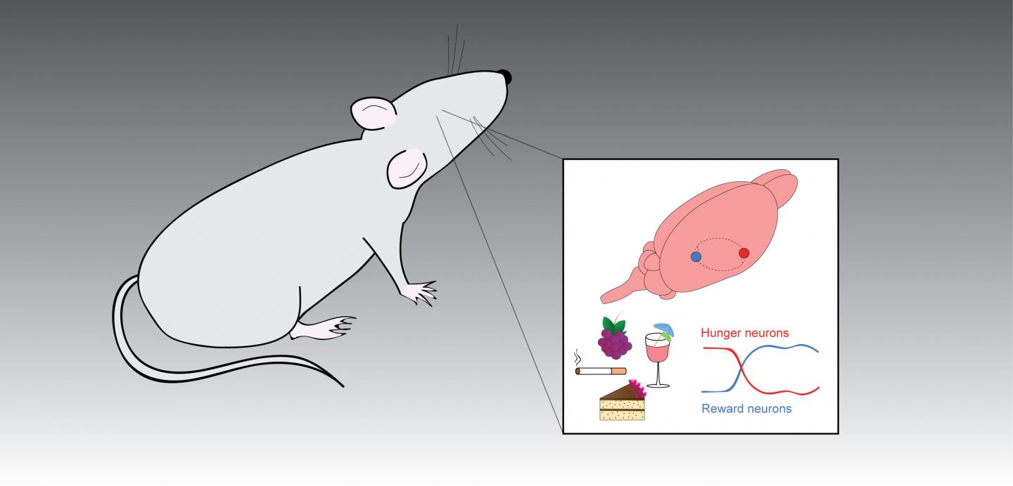 Food, Drugs, and Alcohol's Effect on the Brain's Reward System