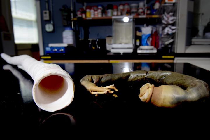 <I>Kuphus polythalamia</I> on Table