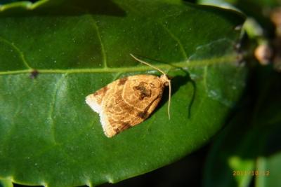 Tea Tortrix Moth