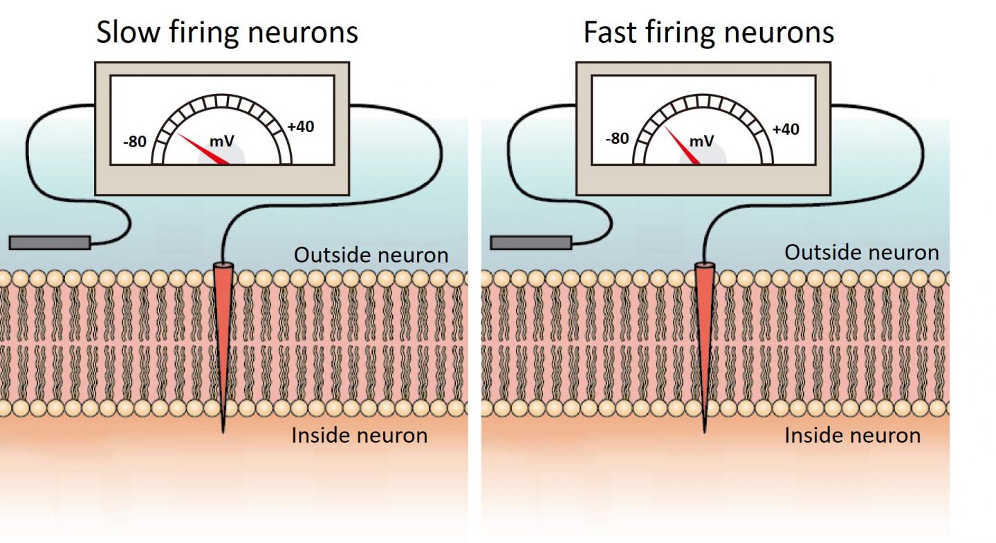 Membrane voltage in slow and fast firing Purkinje cells