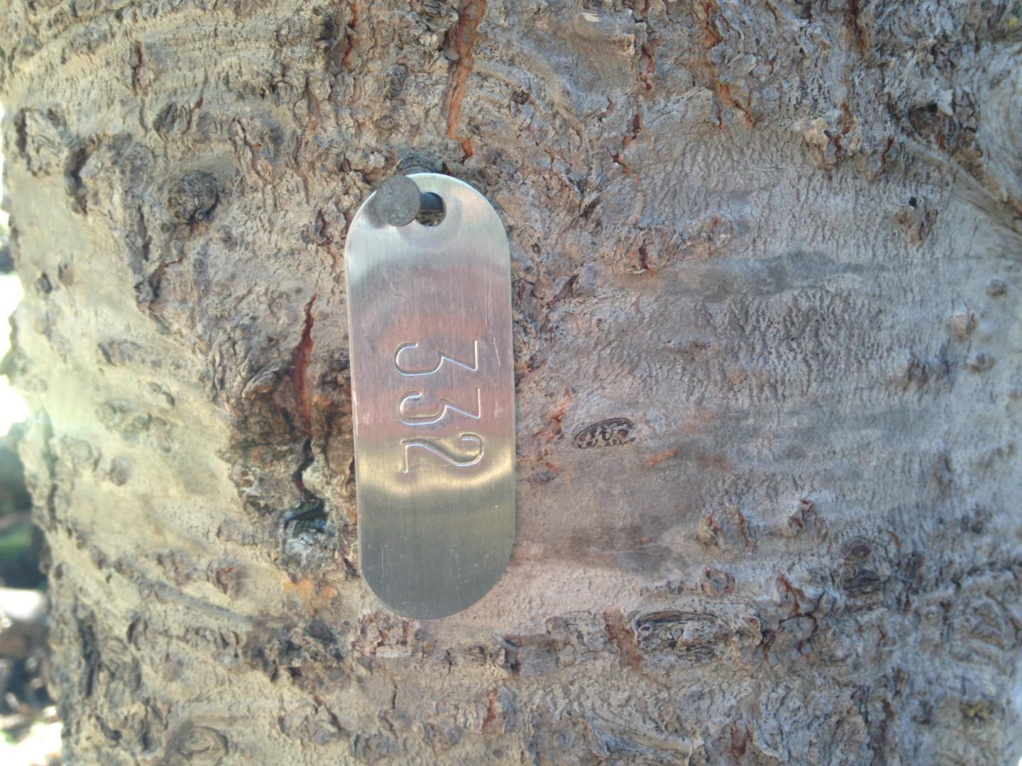 A tagged subalpine fir tree