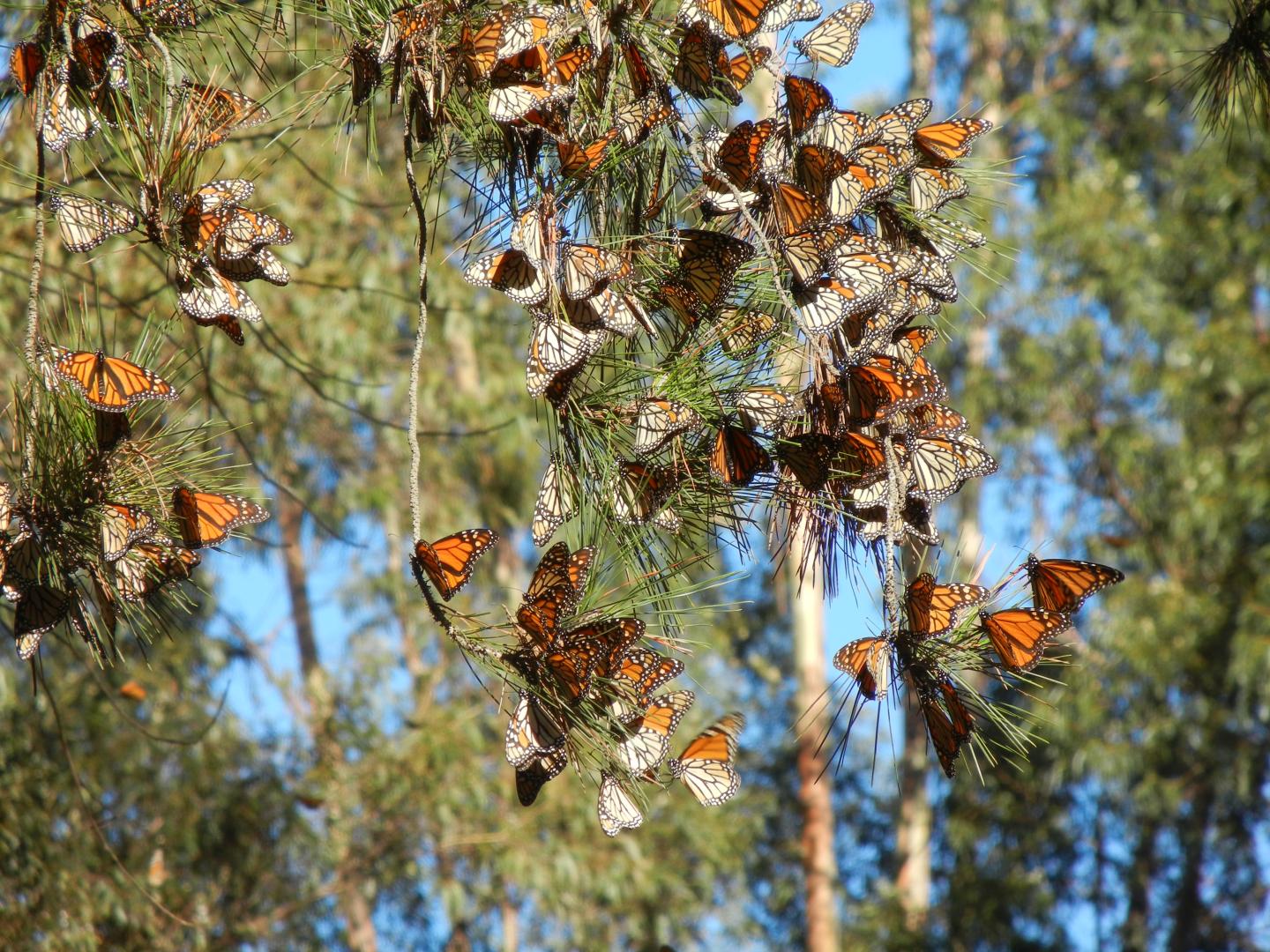 Western Monarch Butterflies