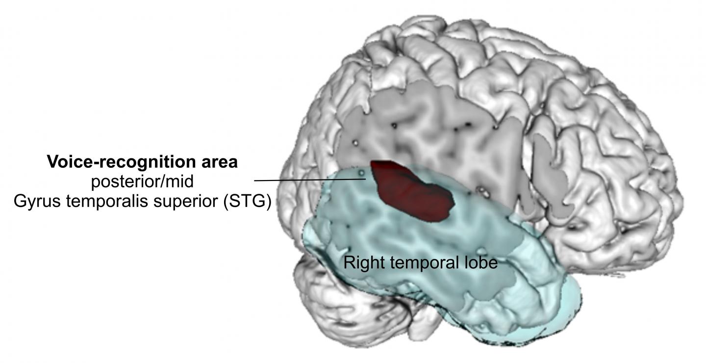 Where Voice Recognition Occurs in the Brain